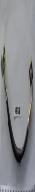 Flexible De Freno Flexible Freno Del.izq. 2.3 V-6 3.0 C/abs T 04/ - Flexibles De Frenos | ClickRepuestos